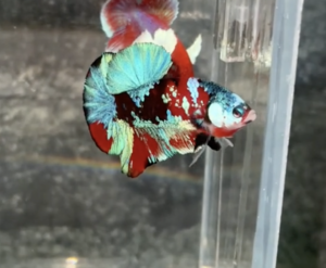  cá betta galaxy koi