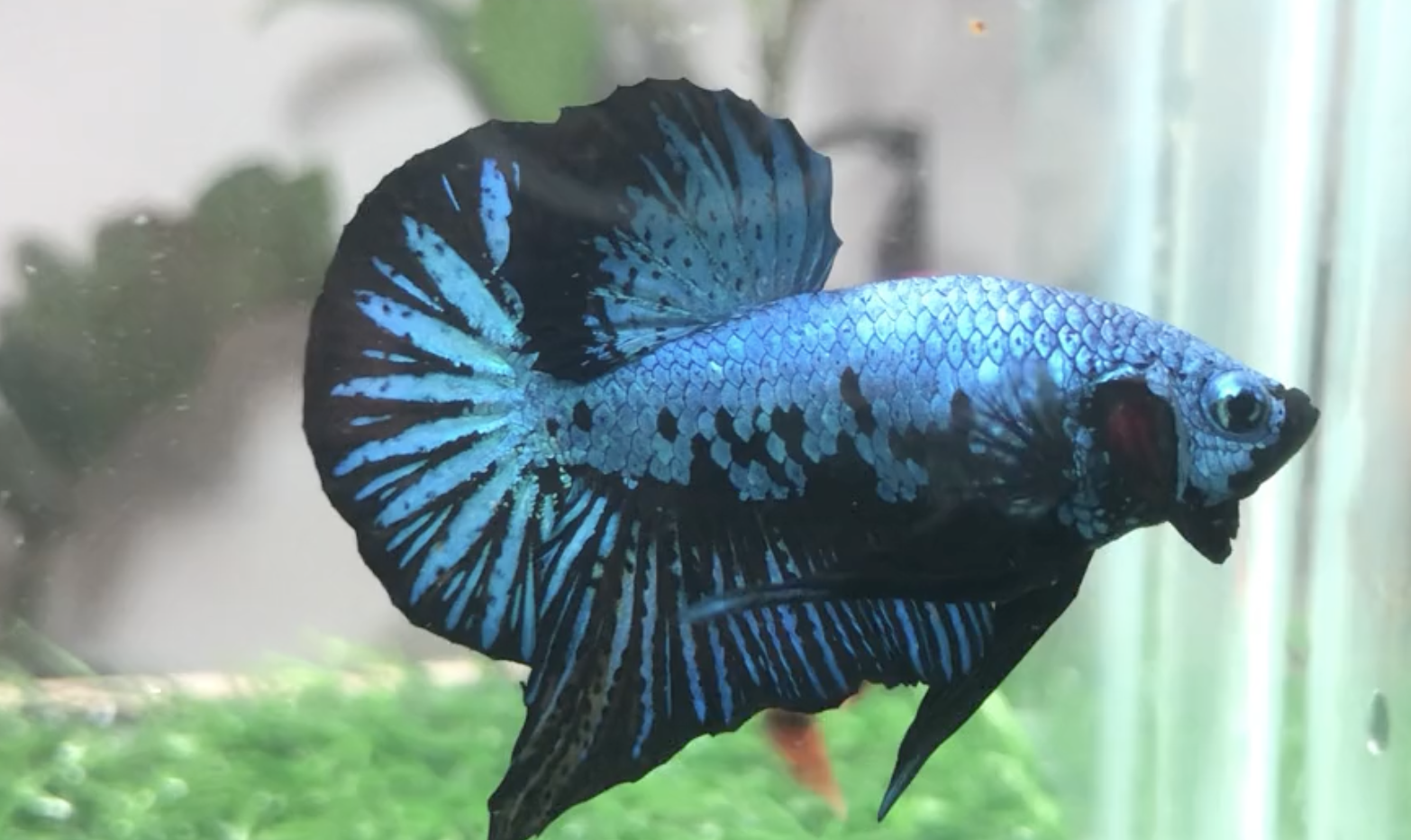 cá betta samurai xanh