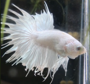 cá betta trắng crowntail