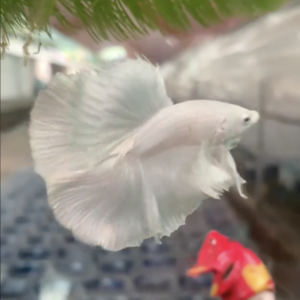 cá betta trắng double tail