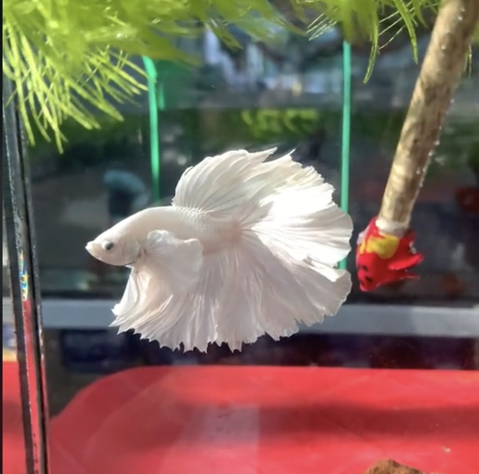 cá betta trắng rose tail