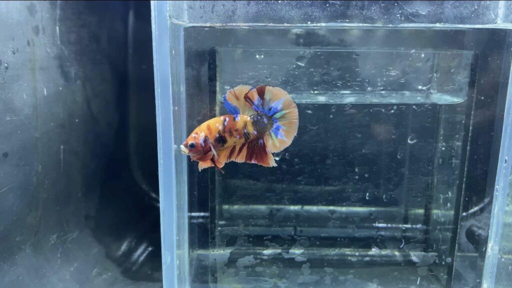 Betta Koi Nemo