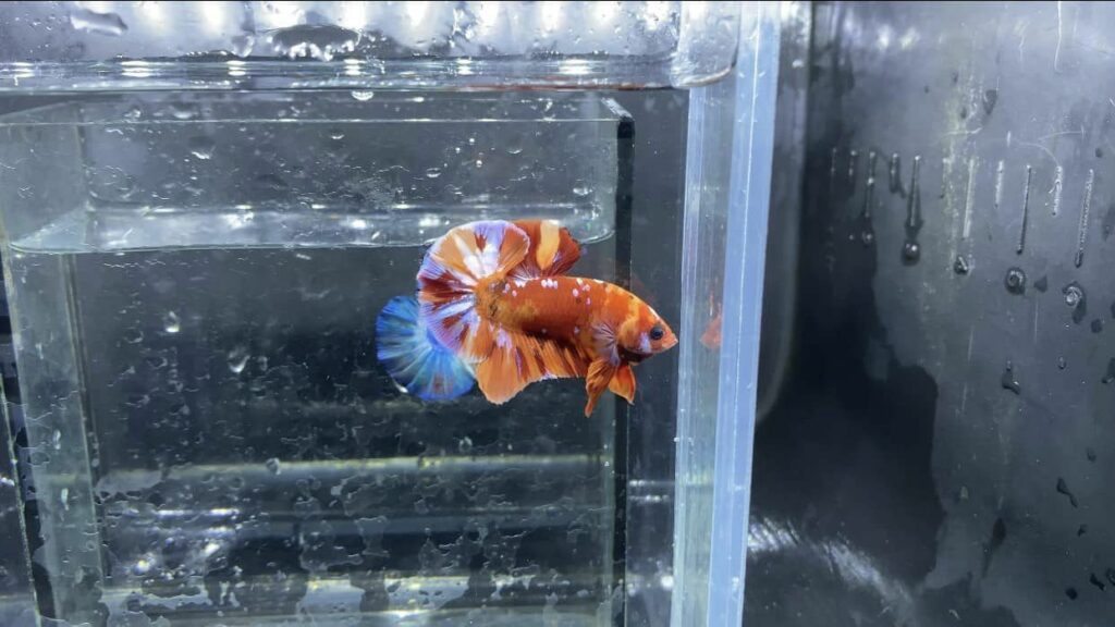 Betta Koi Nemo