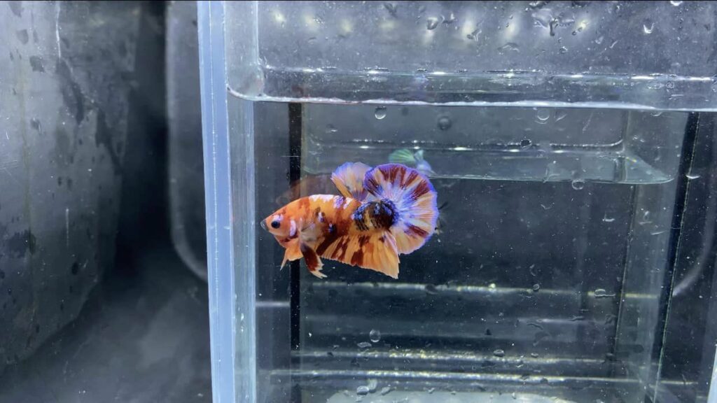 Betta Koi Nemo