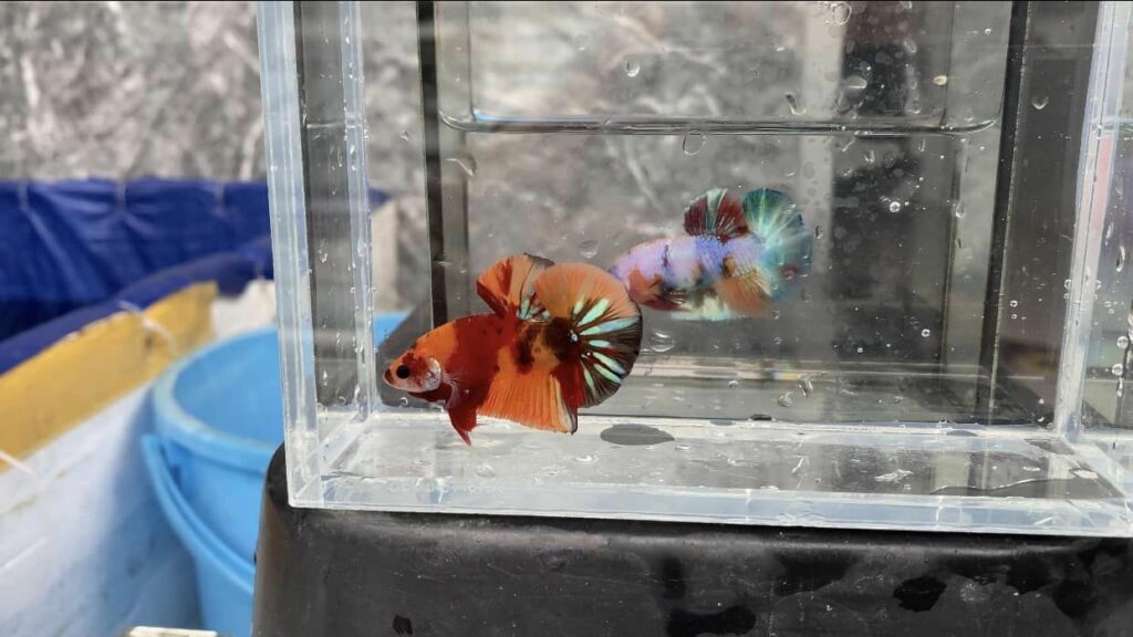 Betta Koi Nemo