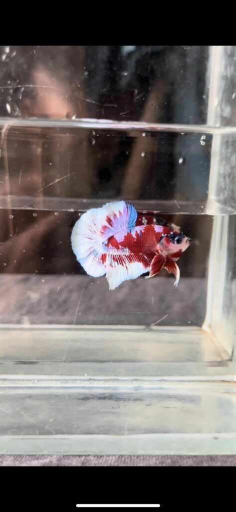 Betta Koi Galaxy