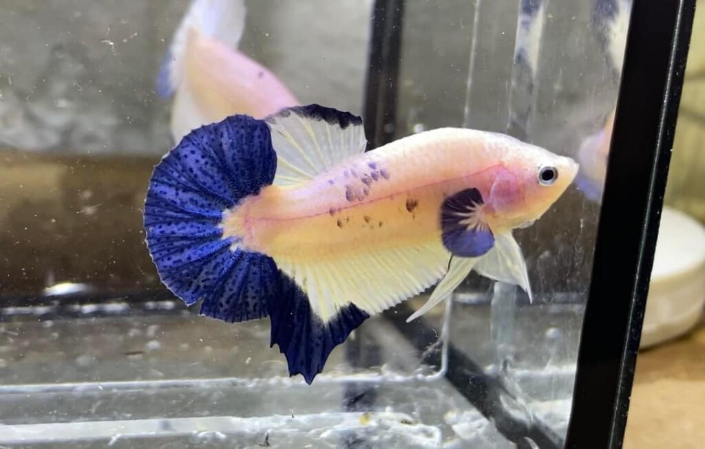 Betta Koi Fancy