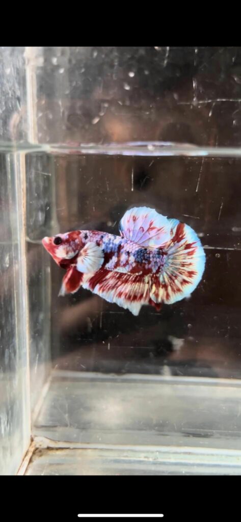 Betta Koi Galaxy