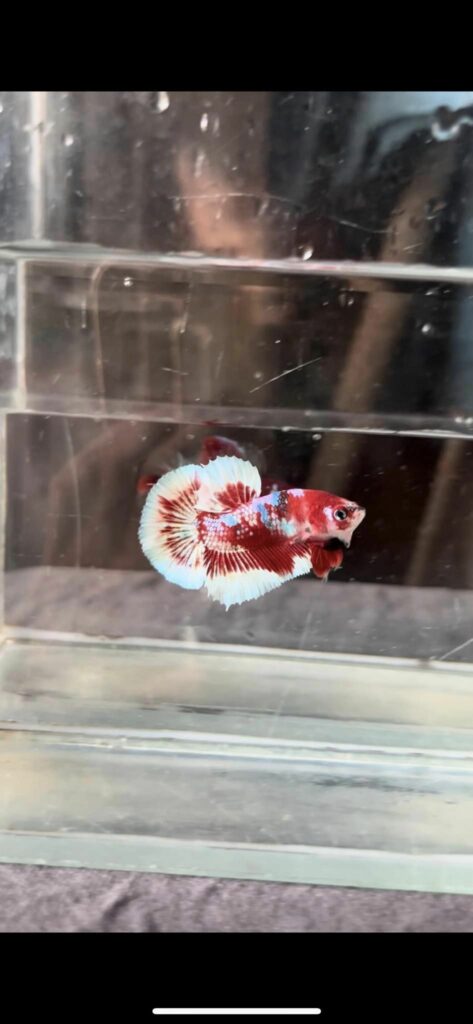 Betta Koi Galaxy