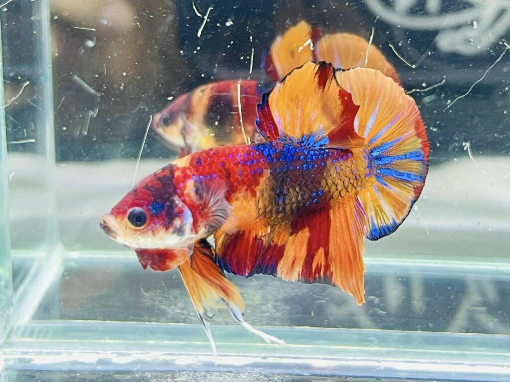 Betta Koi Metalic