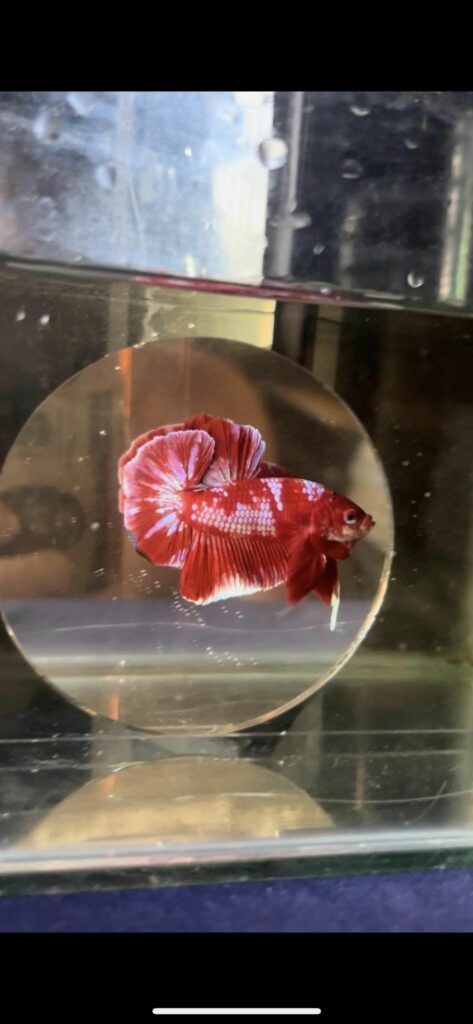 Betta Koi Red