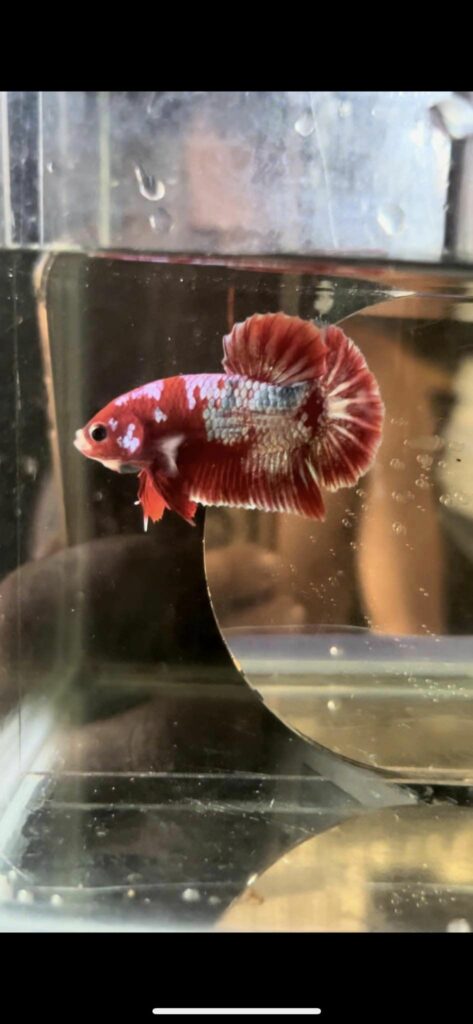 Betta Koi Red