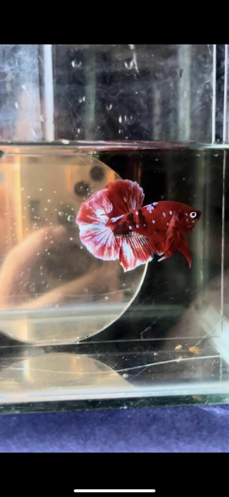 Betta Koi Red