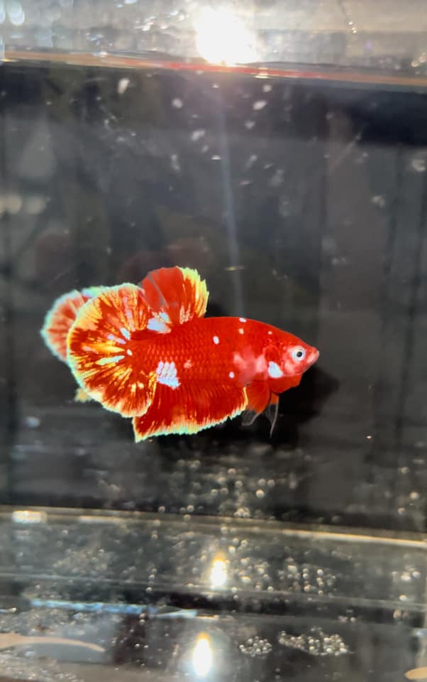 Betta Koi Red