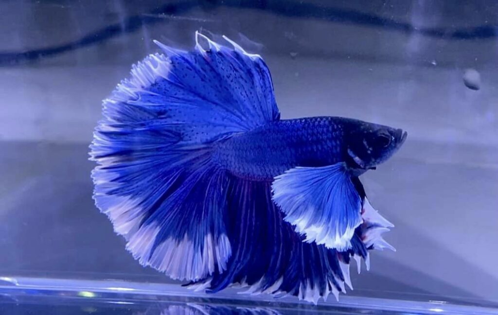 Betta Halfmoon Xanh Dương