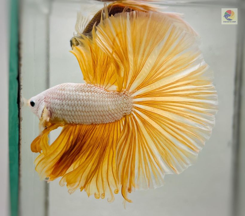 Betta Halfmoon Cam