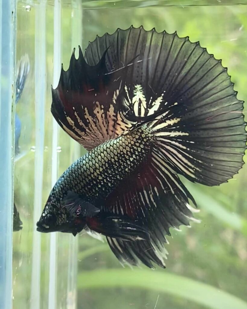 Betta Halfmoon Đen