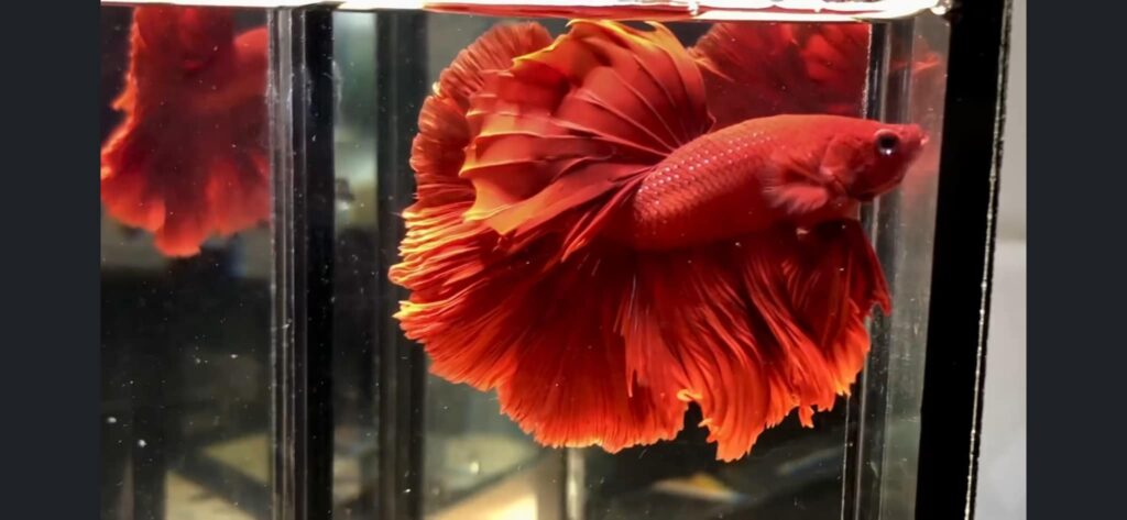 Betta Halfmoon Đỏ