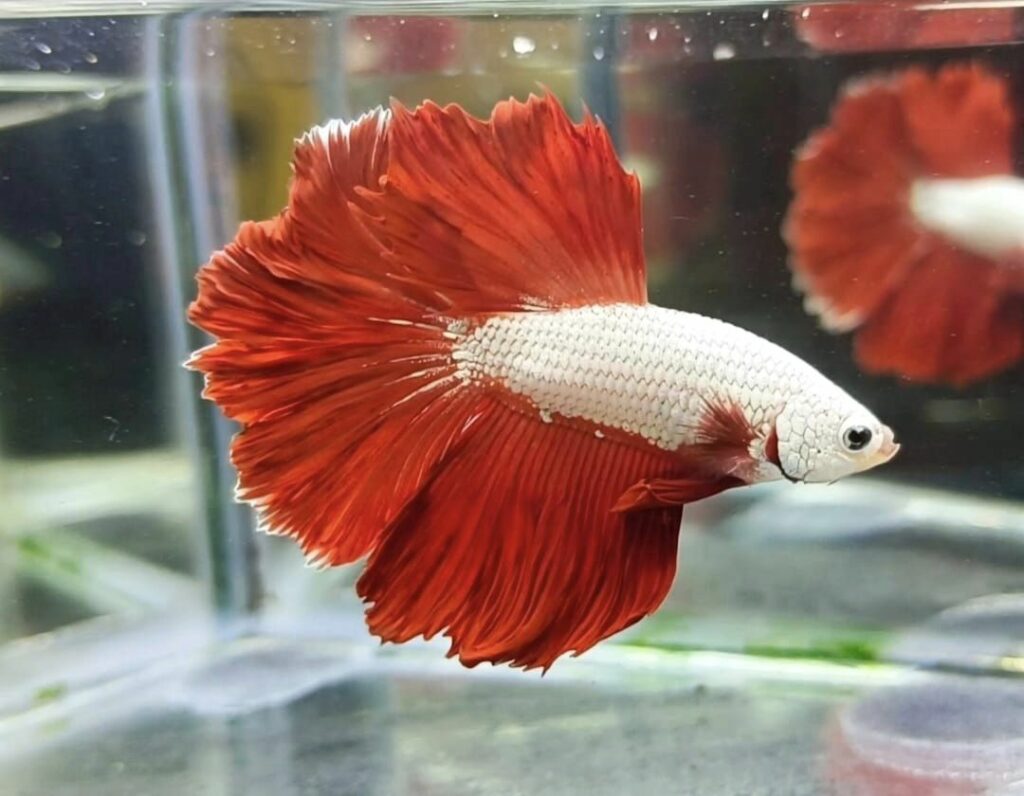 Betta Halfmoon Dragon