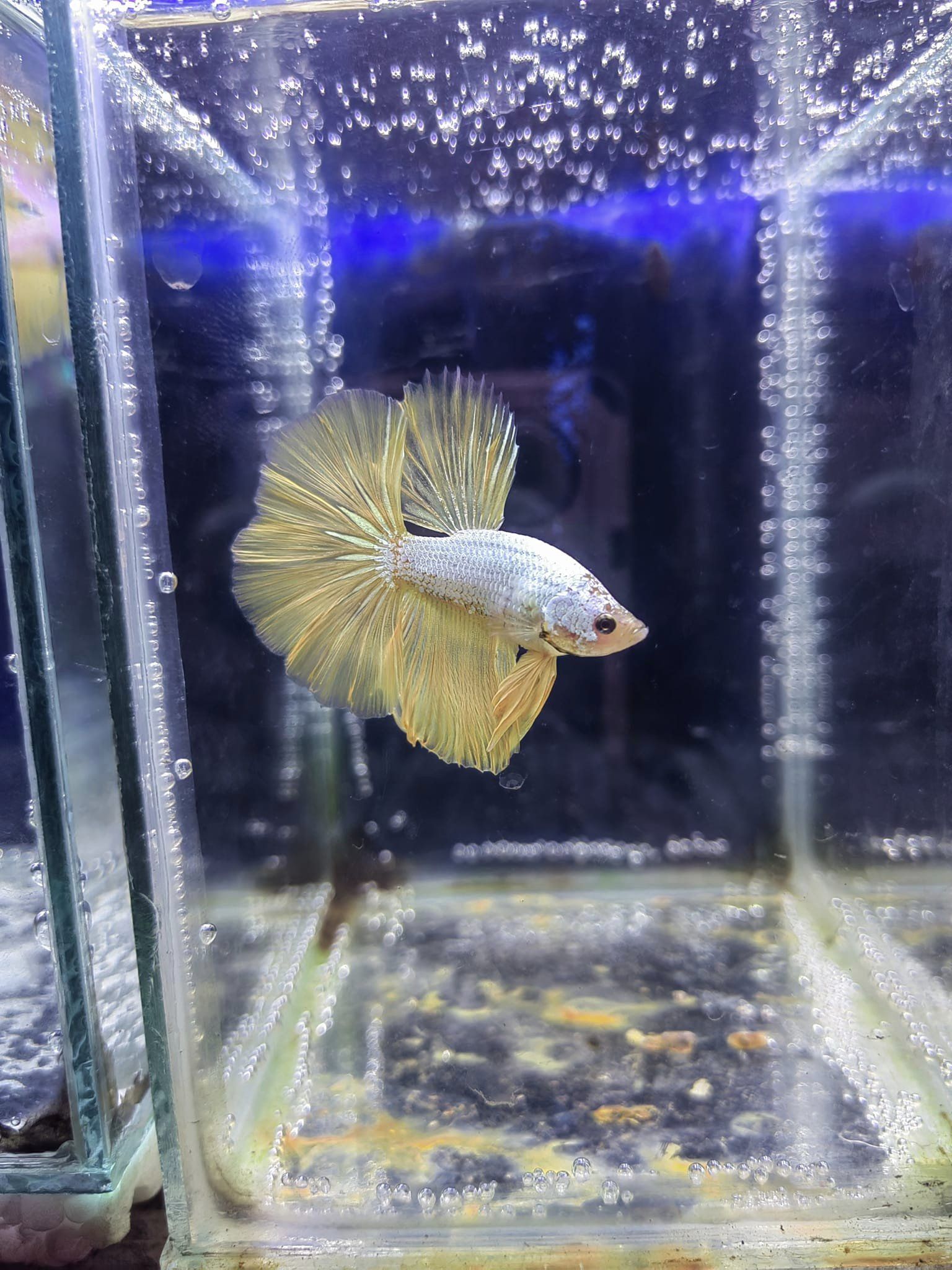 Betta Halfmoon Dragon