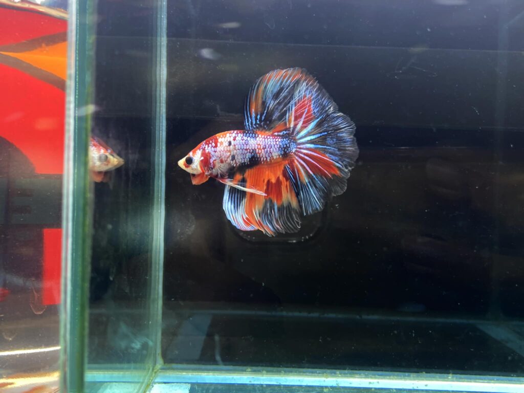 Betta Halfmoon Galaxy