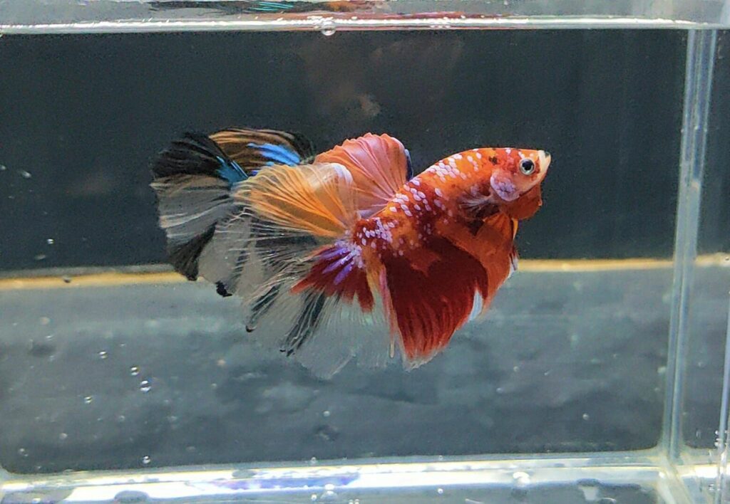 Betta Halfmoon Koi