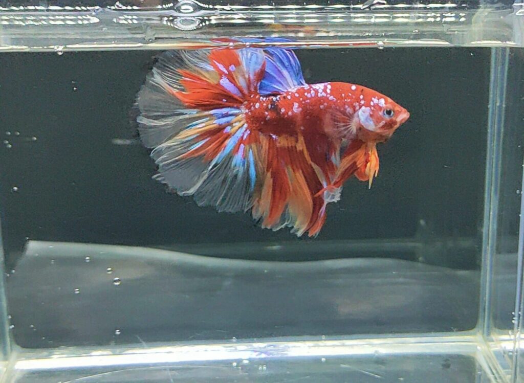 Betta Halfmoon Koi