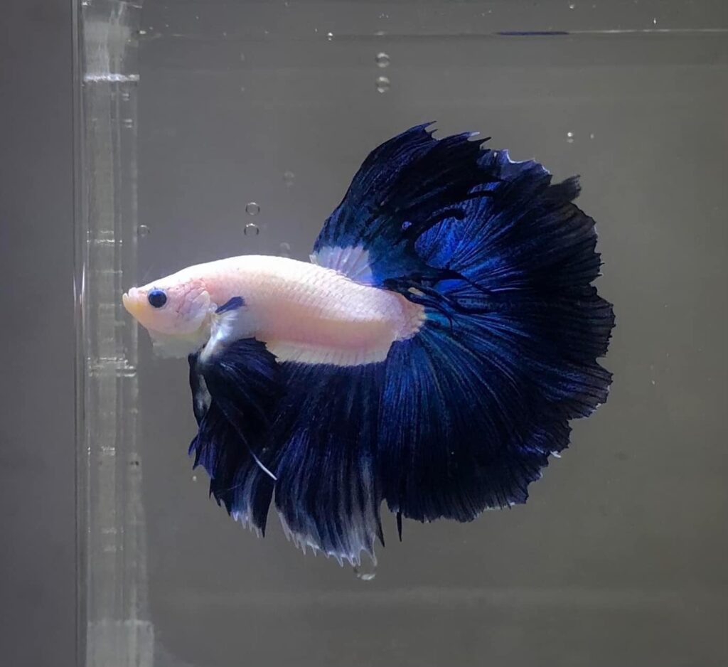 Betta Halfmoon Marble