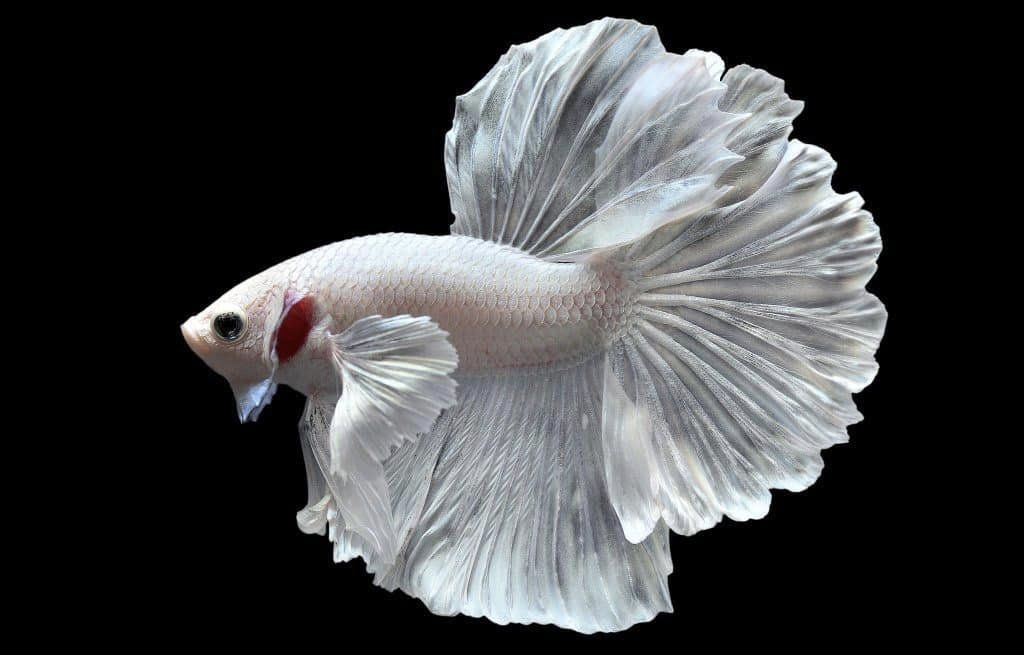 Betta Halfmoon Trắng