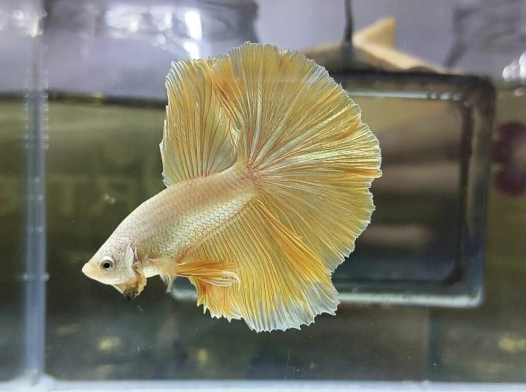 Betta Halfmoon Vàng