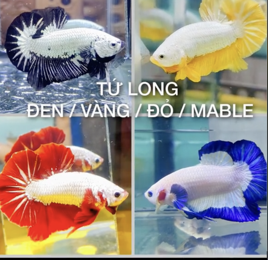 cá betta rồng