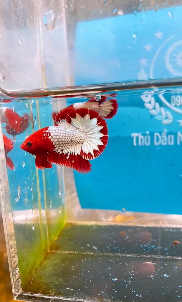 cá chọi betta đuôi ngắn