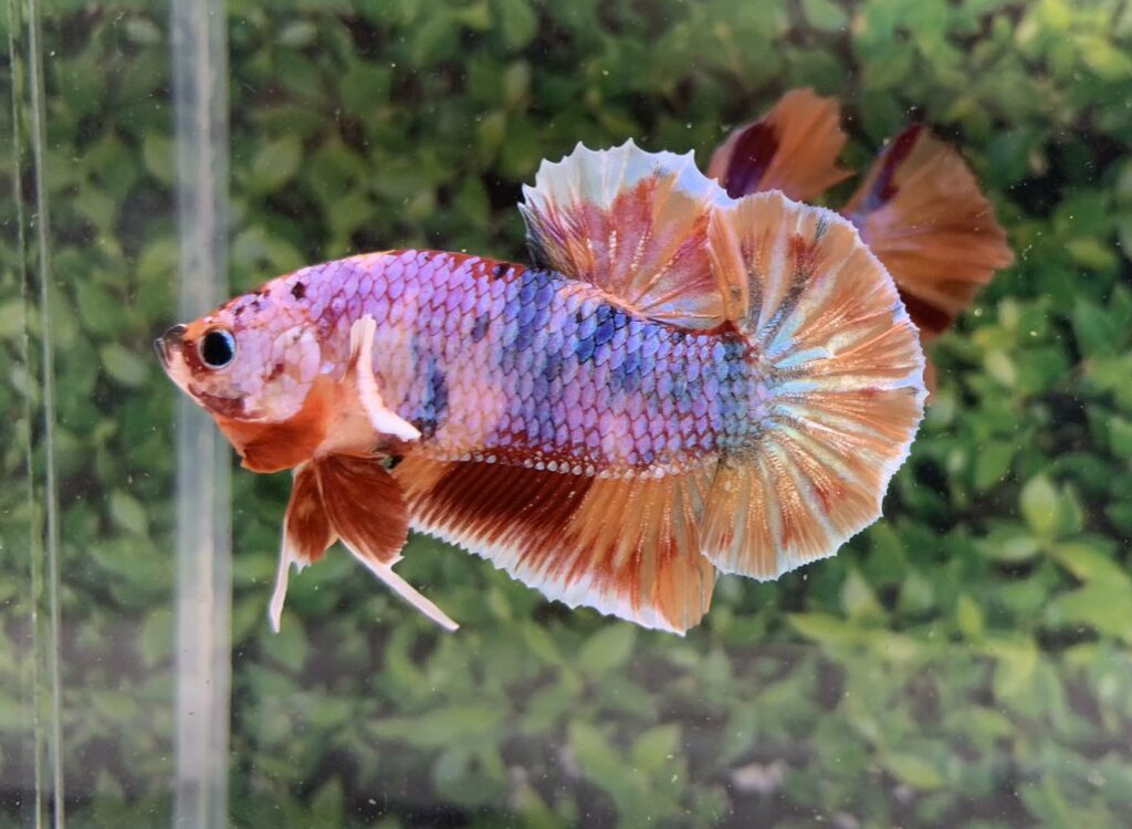 cá dumbo betta koi