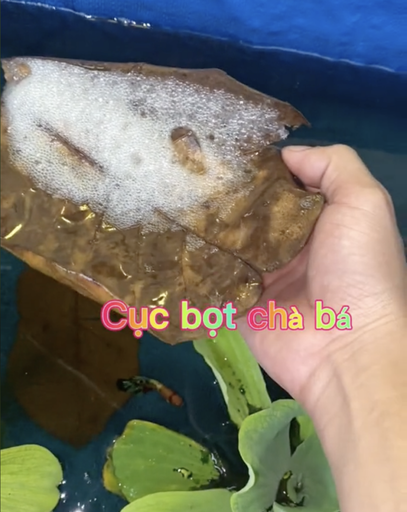 tổ bọt cá betta