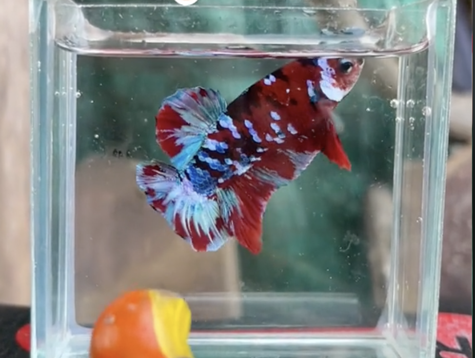 Betta Koi Galaxy