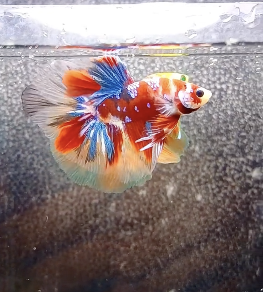 Betta Koi Galaxy