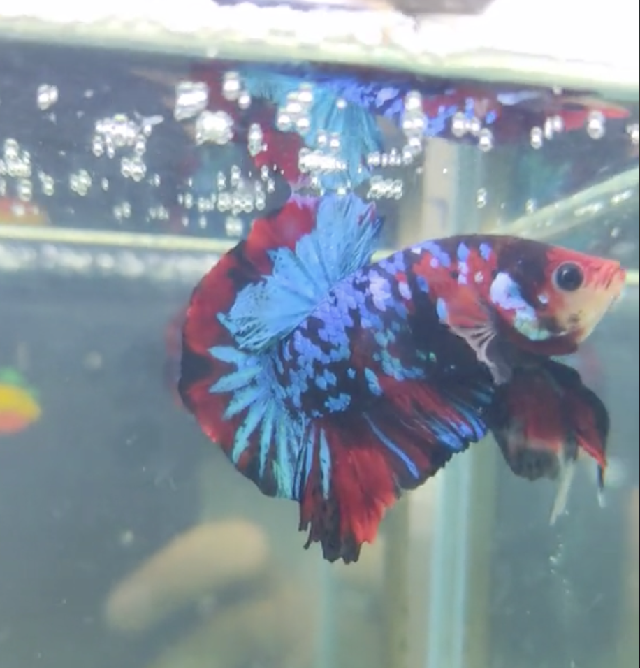 Betta Koi Galaxy