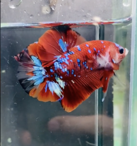 Betta Koi Galaxy