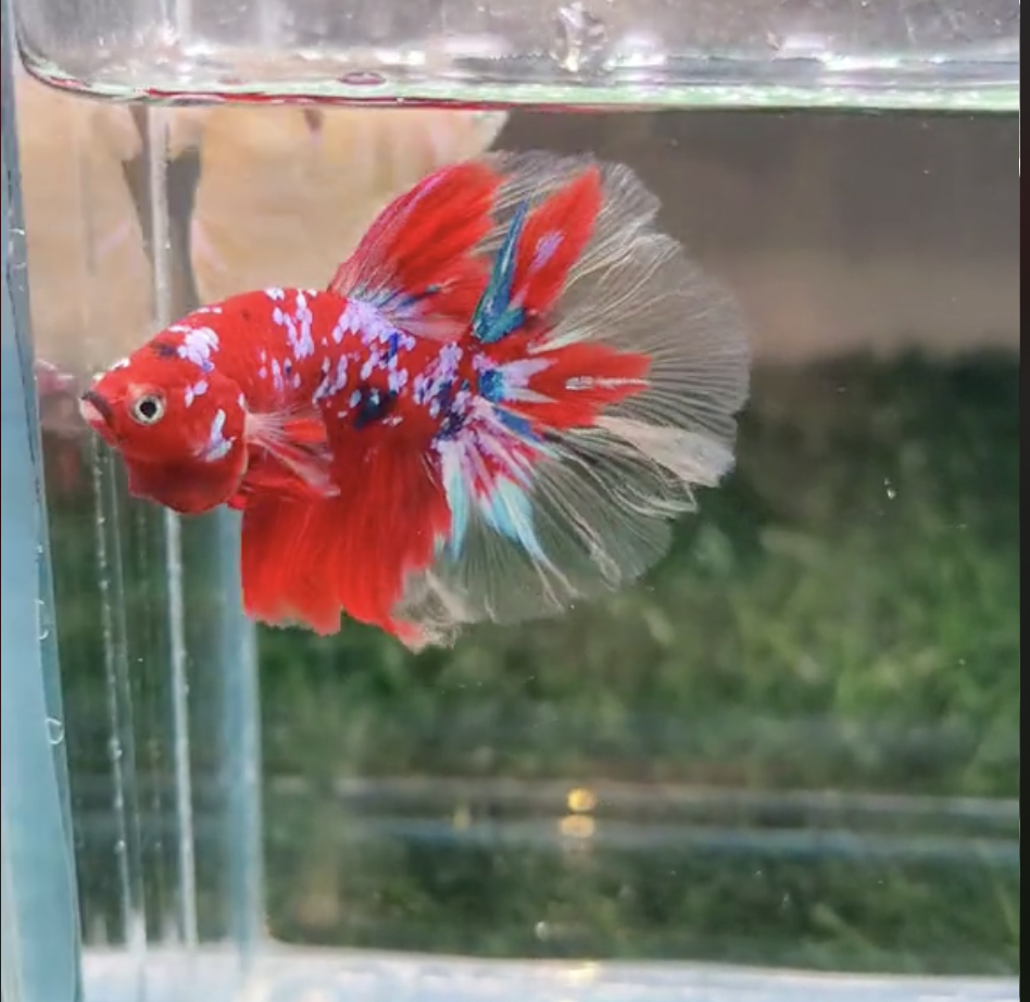 Betta Koi Galaxy