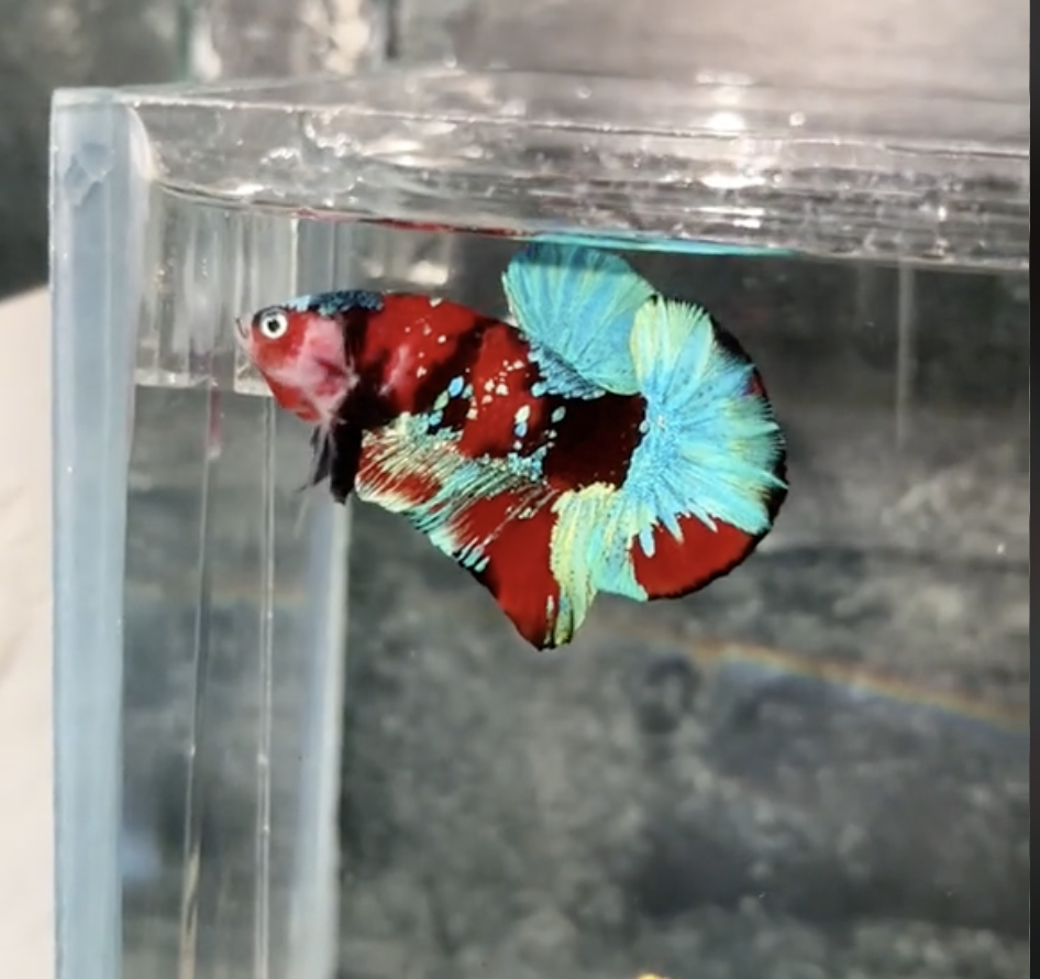 Betta Koi Galaxy