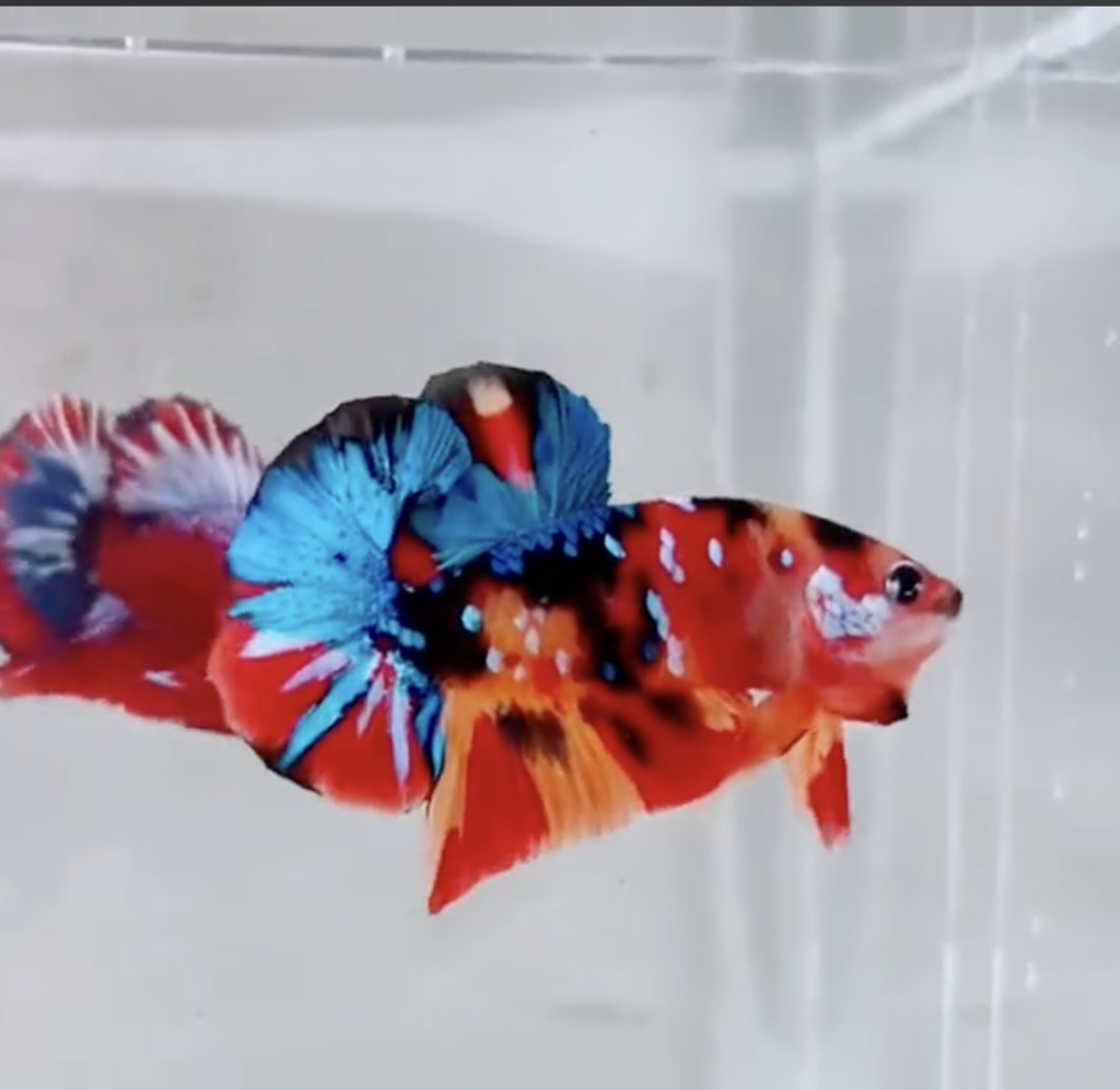 Betta Nemo Galaxy