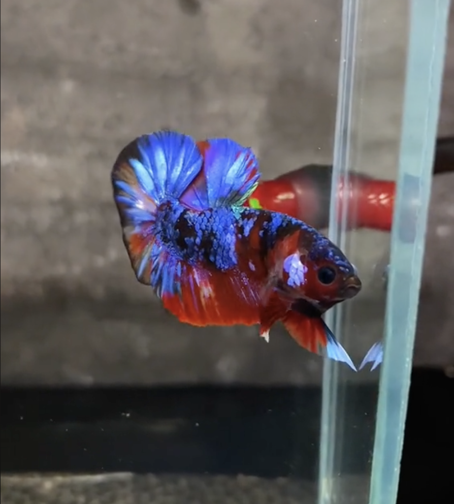 Betta Nemo Galaxy