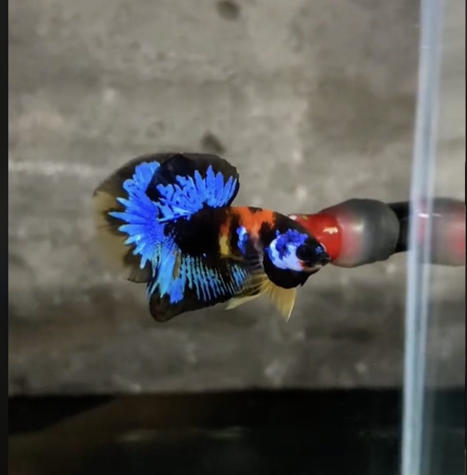 Betta Nemo Galaxy