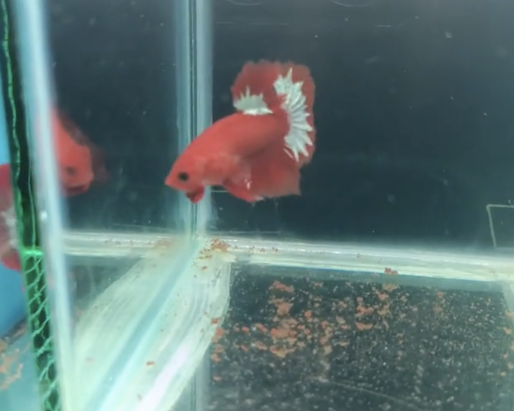 Betta Red Fancy