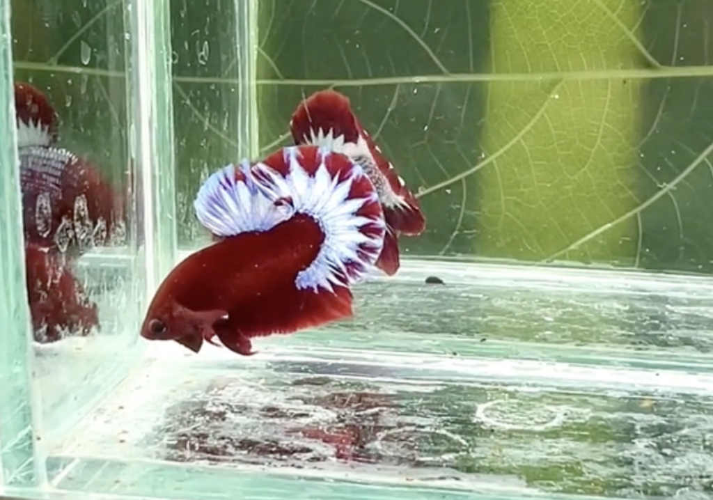 Betta Red Fancy