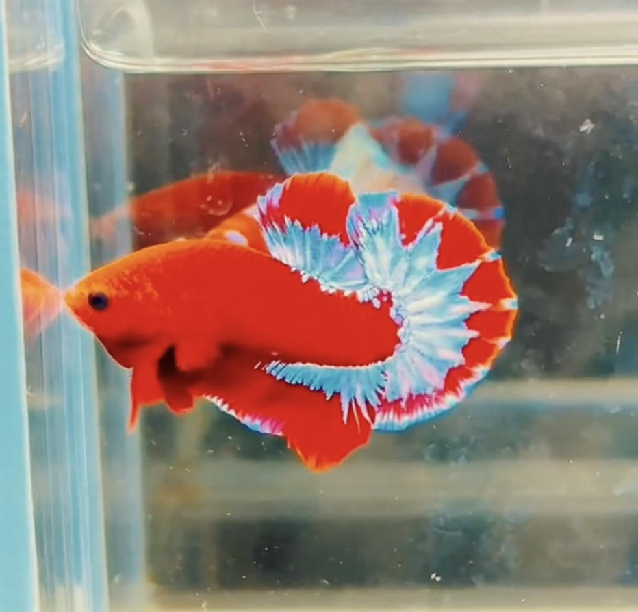 Betta Red Fancy