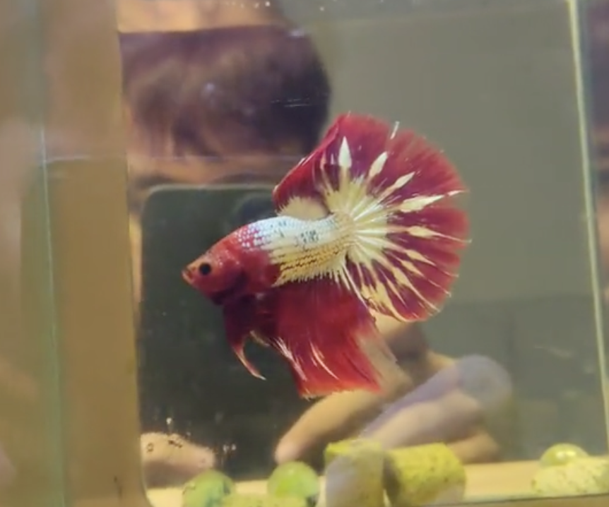 Betta Red Fancy