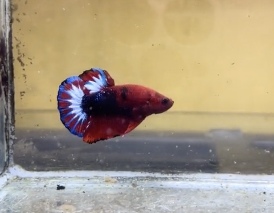 Betta Red Fancy