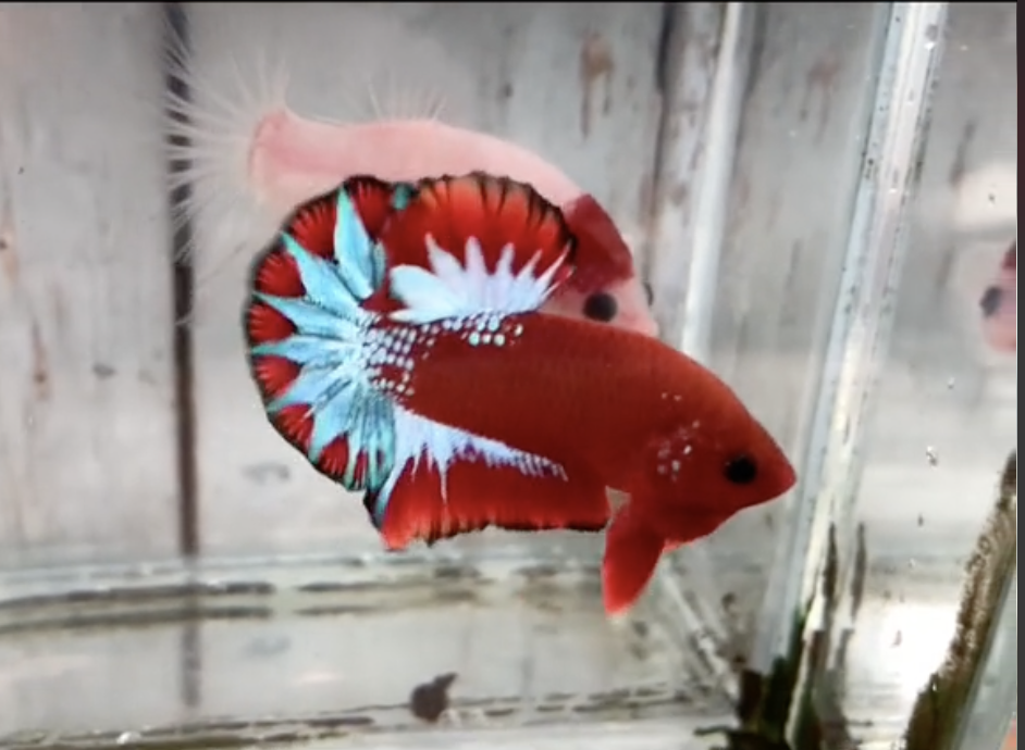 Betta Red Fancy