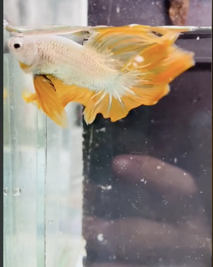 Betta Samurai Gold